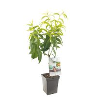 Dwergperzik Yellow Peach fruitplant Fruithof - Fruithof - thumbnail