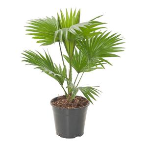 Livistona Rotundifolia (Waaierpalm) - P 14 cm