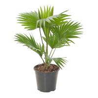 Livistona Rotundifolia (Waaierpalm) - P 14 cm