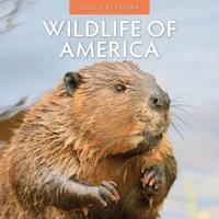 Wildlife of America Kalender 2026