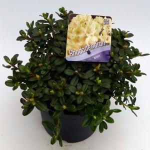 Dwerg rododendron (Rhododendron "Wren") heester - 20-25 cm - 1 stuks