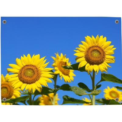 Tuinposter Zonnebloem 3 - Pillow Buddies