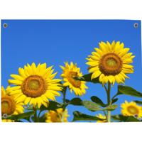 Tuinposter Zonnebloem 3 - Pillow Buddies