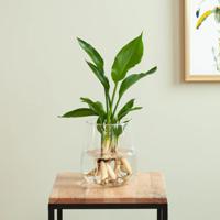 Strelitzia in Modena Vaas - DIY