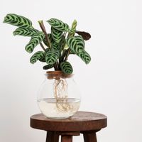 Ctenanthe in Bolglas