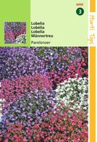 Lobelia Erinus Comp. Parelsnoer Gem. - Hortitops