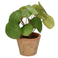 Emerald Kunstplant pilea/pannekoekplant - groen - in pot - 25 cm - kamerplant