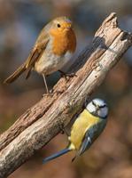 Vogels 50x70cm Tuinschilderij - Customize it