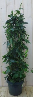 Passiebloem 90 cm kuipplant Passiflora Warentuin Natuurlijk - Warentuin natuurlijk
