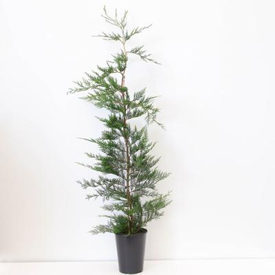 Cupressocyparis leylandii 150-200 cm - Warentuin natuurlijk