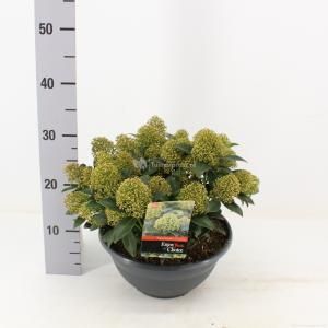 Skimmia (Skimmia Japonica “White Dwarf”®) heester - 10-15 cm (P27) - 5 stuks