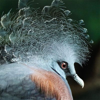 Wanddecoratie Bright Wings 004 74x74cm op dibond met blind kunststof ophang bohemian Wanddecoratie Bright Wings 004 74x74cm op dibond met blind kunststof ophang bohemian