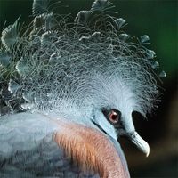 Wanddecoratie Bright Wings 004 74x74cm op dibond met blind kunststof ophang bohemian - thumbnail