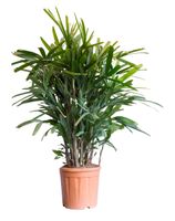 2 stuks! Bamboepalm Rhapis excelsa 70 cm - Warentuin Natuurlijk