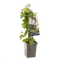 Braam Rubus fru. Triple Crown struik