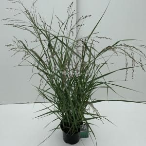 Vingergras (Panicum virgatum "Prairie Sky") siergras - In 3 liter pot - 1 stuks