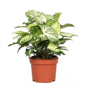 Syngonium &apos;Arrow&apos; - P 12 cm