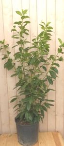 Prunus rotundifolia 160 cm - Warentuin Natuurlijk