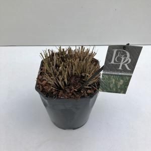 Lampenpoetsersgras (Pennisetum alopecuroides "Hameln") siergras - In 5 liter pot - 1 stuks