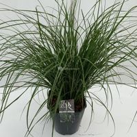 Lampenpoetsersgras (Pennisetum alopecuroides "Hameln") siergras - In 5 liter pot - 1 stuks