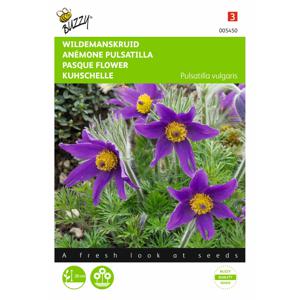 2 stuks Pulsatilla vulgaris anemone