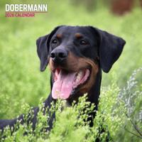 Dobermann Kalender 2026
