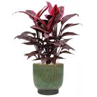 Plant in Pot Cordyline Fructicosa Mambo 70 cm kamerplant in Linn Deep Green 25 cm bloempot - thumbnail