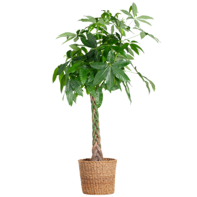 Pachira Aquatica XL met Torun mand - 140cm - Ø30