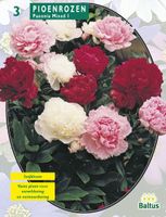 Zomer Bloembollen Pioenrozen, Mix per 3 Baltus - Baltus