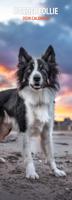 Border Collie Kalender 2026 Slimline