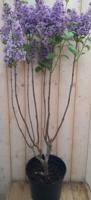 Sering Syringa vulgaris blauw-paars 100 cm Warentuin Natuurlijk - Warentuin natuurlijk