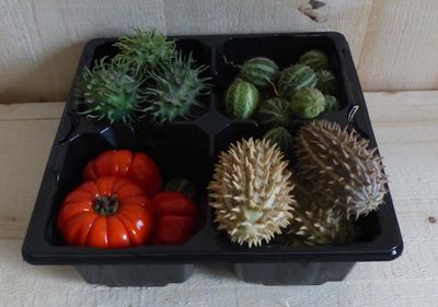 Deco fruit herfst verschillende soorten - Warentuin natuurlijk