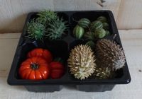 Deco fruit herfst verschillende soorten - Warentuin natuurlijk