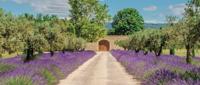 Lavendel deur 130x50cm Tuinschilderij - Customize it