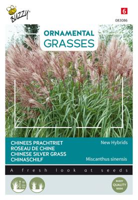 Ornamental Grasses, Miscanthus sinensis Neue Hybriden - Buzzy