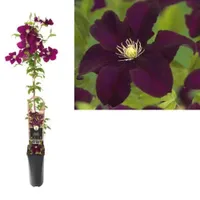 Klimplant Clematis Warszawska Nike - Rode Bosrank - thumbnail