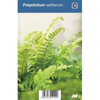 Naaldvaren (polystichum setiferum) schaduwplant - 12 stuks
