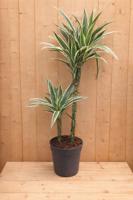 Drakenbloedboom Dracaena Fragrans Jade Jewel/Groen-wit H60-80 cm potmaat 19 cm 2 stammen kamerplant Warentuin Natuurlijk - Warentuin natuurlijk
