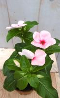 3 stuks! Maagdenpalm roze Vlijtig liesje (Balsemien) Vinca Warentuin Natuurlijk - Warentuin natuurlijk