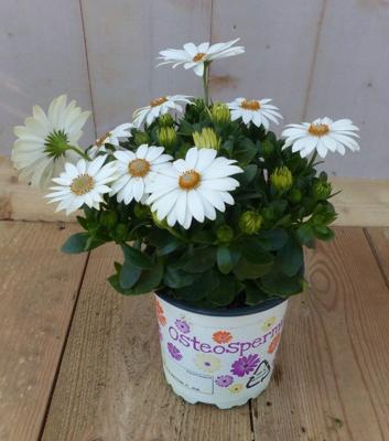 3 stuks! Spaanse margriet wit Osteospermum Warentuin Natuurlijk - Warentuin natuurlijk