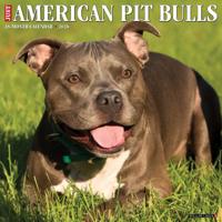 American Pit Bull Terrier Kalender 2026