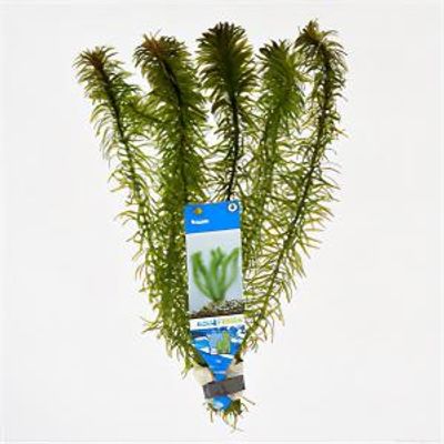 Egeria densa - 10 stuks - aquarium plant