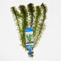 Egeria densa - 10 stuks - aquarium plant