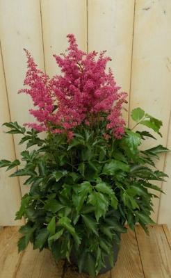 Astilbe rood - Warentuin natuurlijk