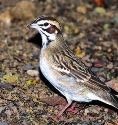 Sparrow (mus)