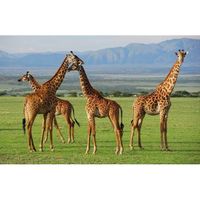 2x Placemat giraffe 3D 28 x 44 cm - thumbnail