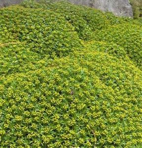 Azorella