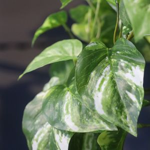 Pothos kunst hangplant 60cm