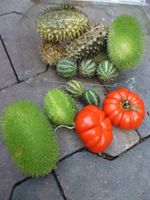 Sierfruit diverese soorten siervruchten per pakje - Warentuin natuurlijk Sierfruit diverese soorten siervruchten per pakje - Warentuin natuurlijk