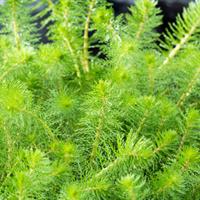 2 stuks! Myriophyllum crispata potmaat P11 Vederkruid Moerings - Moerings